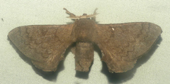 Epia lunilinea