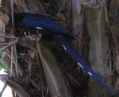 Phoeniculus purpureus angolensis