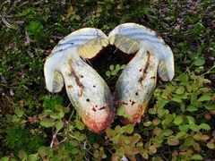 Rubroboletus pulcherrimus