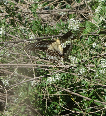 Heraclides ornythion