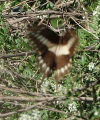 Heraclides ornythion