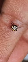 Hypognatha