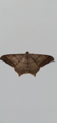 Macaria multilineata