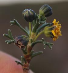 Euryops subcarnosus