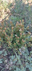 Gentiana aquatica pseudoaquatica