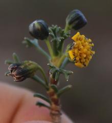 Euryops subcarnosus