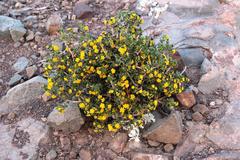 Euryops subcarnosus