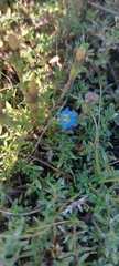Gentiana aquatica pseudoaquatica