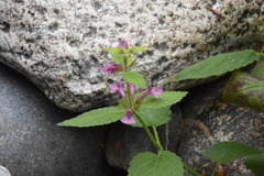 Stachys mexicana