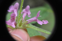 Stachys mexicana