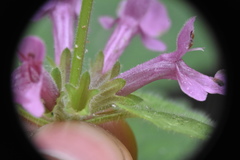 Stachys mexicana