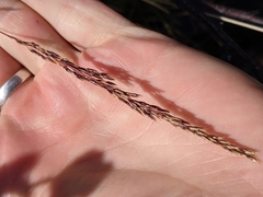 Calamagrostis inexpansa