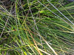 Calamagrostis inexpansa