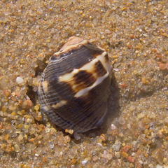 Purpura bufo