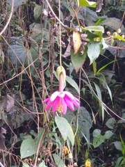 Passiflora leptomischa