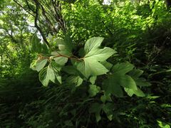 Begonia biserrata