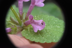 Stachys mexicana