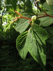 Begonia biserrata