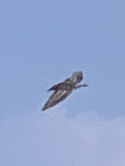 Botaurus lentiginosus