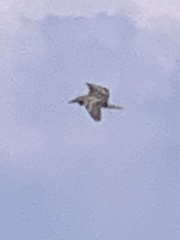 Botaurus lentiginosus