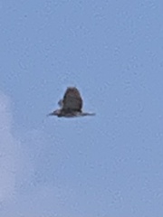 Botaurus lentiginosus