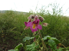 Proboscidea louisianica fragrans