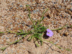 Scaevola phlebopetala