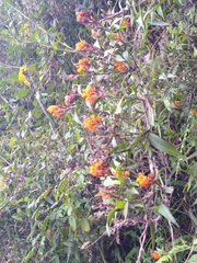 Elleanthus aurantiacus