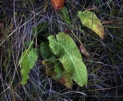Alepidea cordifolia