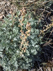 Artemisia hyperborea