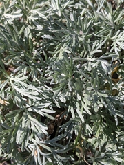 Artemisia hyperborea