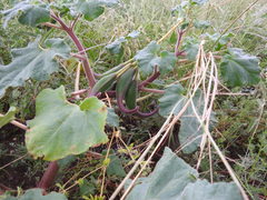 Proboscidea louisianica fragrans