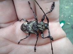 Lagocheirus araneiformis