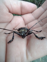 Lagocheirus araneiformis