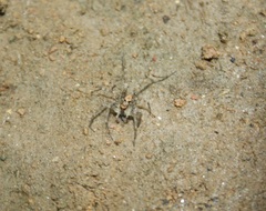 Pardosa