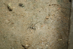 Pardosa