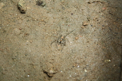 Pardosa