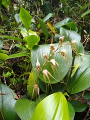 Pleurothallis phalangifera