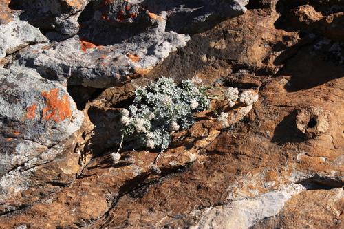 Helichrysum confertum, photograph 2