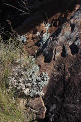 Helichrysum confertum