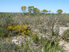 Baeckea robusta
