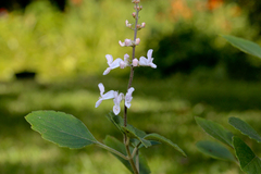Plectranthus stylesii