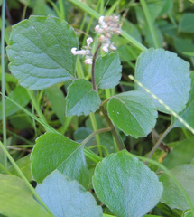Plectranthus stylesii