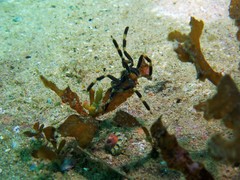 Stylopallene cheilorhynchus