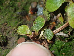 Rhododendron arboreum