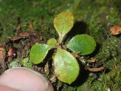 Rhododendron arboreum