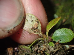 Rhododendron arboreum