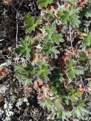 Potentilla subvahliana
