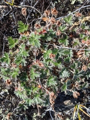 Potentilla subvahliana