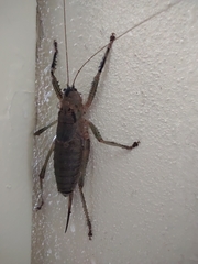 Nesoecia
